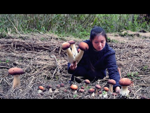Harvesting Mushroom Deep in the Montain! Enough for a Good Meal!