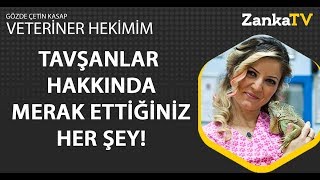 Tavşanlar Hakkında Merak Ettiğiniz Her Şey! | Veteriner Hekimim | Gözde Çetin Ka
