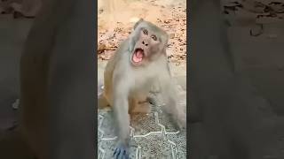 Download lagu Funny monkey laughing 😂 mp3