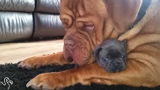 Giant Dog Falls In Love With Tiny Puppy