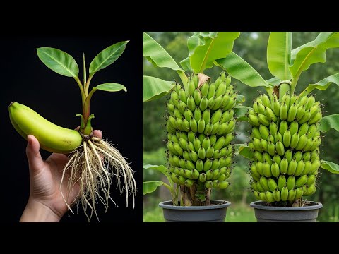 🍌3 Tips to grow of banana | How to grow banana tree in pot | Banana tree care