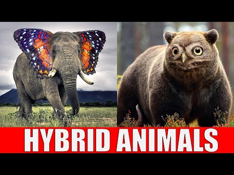 Animals That Don't Exist - Hybrid Animals Video