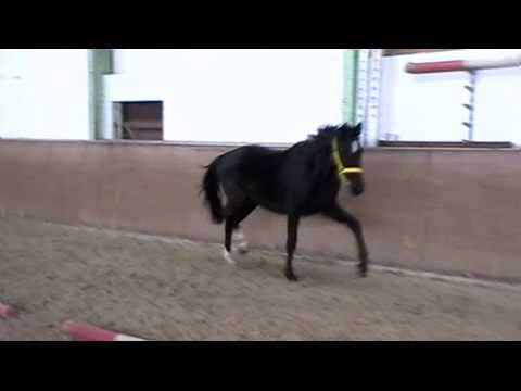 Querida v. Quasar de Charry - Rotspon