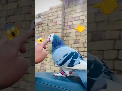 #pigeon #kabutar #birds #kabootar #pigeonlover #new #newbird #shortsvideo #videos #trending 😱😱😱