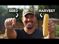 Growing Corn, From Seed to Harvest 🌽