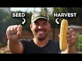 Growing Corn From Seed To Harvest