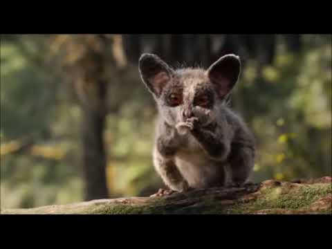 Le Roi Lion - Le lion est mort ce soir - Le film