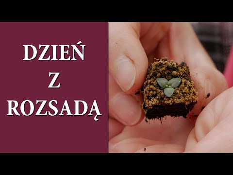 , title : 'Rozsada EUSTOMY i EUKALIPTUSA / Sadzonki Dalii z nasion / Eksperyment z cebulkami kwiatów /MrsGarden'