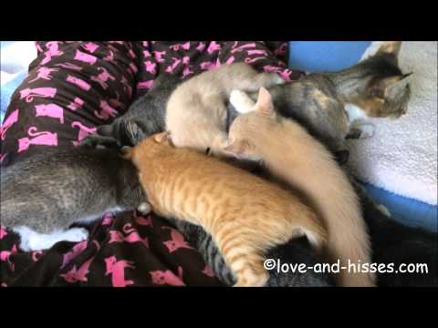 9 week old kittens, nursing