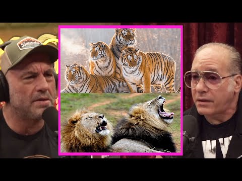 Lions VS Tigers - Who Is Stronger? | Joe Rogan & Andrew Dice Clay #jre