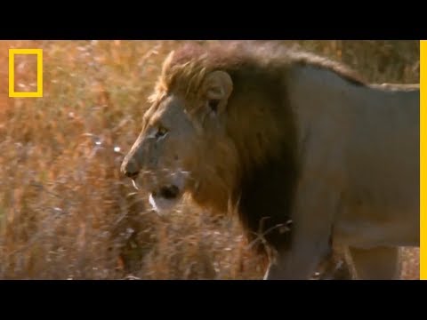 Batalla de REYES. Lucha entre LEONES | National Geographic en Español