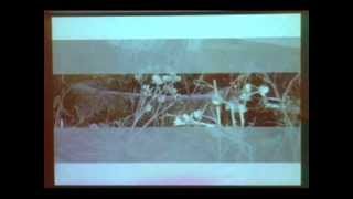 Designing the Urban Ark: Biodiversity and the Future of Cities