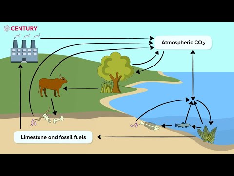 The Carbon Cycle | KS3 Science