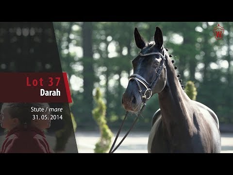 37 Darah Stute v. Dibadu L - Cornet Obolensky