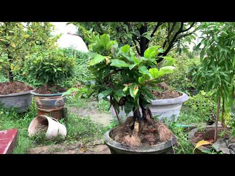 Mai mini để bàn đế đẹp 18/11