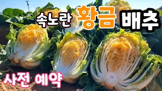 속노란 황금절임배추 100%국산 천일염으로 절이는 과정! 사전 예약 11월13일 첫 출하
