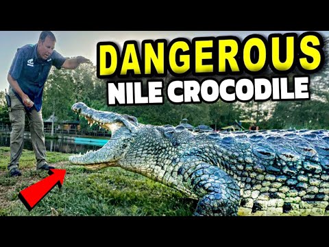 Die gefährlichsten Aufgaben in Gatorland!!