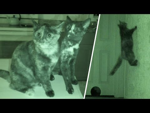What Cats Do At Night 2