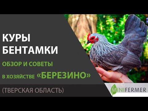 , title : 'Как кормить карликовых кур бентамок ? Советы из хозяйства Березино.'