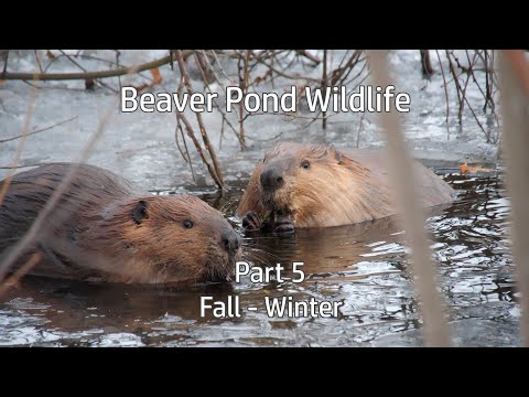 Beaver Pond Wildlife: Part 5-  Fall to Winter