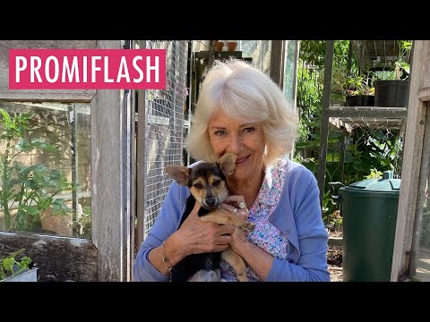"Maulwurfi": Königin Camilla hat einen neuen Vierbeiner