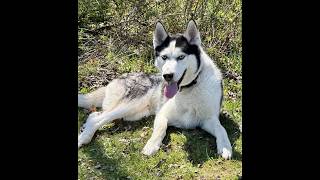 Video preview image #1 Siberian Husky Puppy For Sale in Cranford, NJ, USA