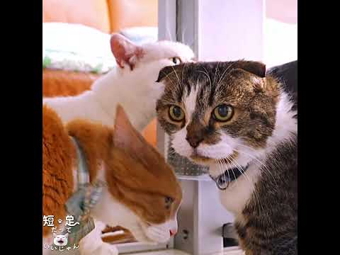 取りつけたブラシが猫たちに好評すぎてケンカになりました!　#ジェネッタ #マンチカン #短足