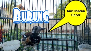 Download lagu Anis Macan Suara Super Ngerol Merdu di Pagi Hari Pancingan Anis Macet mp3