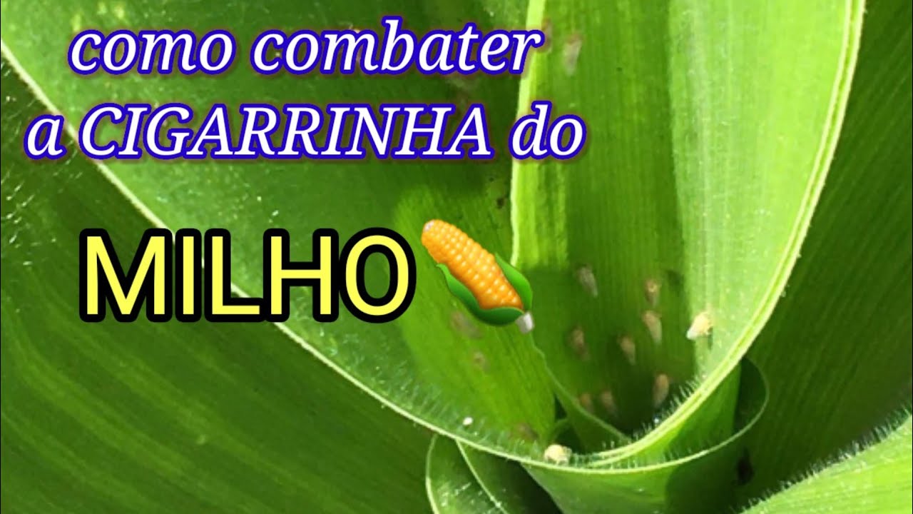Controle da cigarrinha do milho (prevenção)