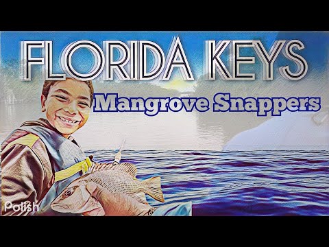 Fun Day Fishing key largo blackwater sound/ Buttonwood Sound catching Mangrove Snappers #fishing