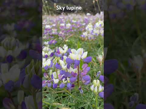 #superbloom #nature #flower #beach #travel #california #flowers