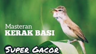 Download lagu Masteran KERAK BASI gacor ‼️ COCOK utk masteran burung KONTES mp3