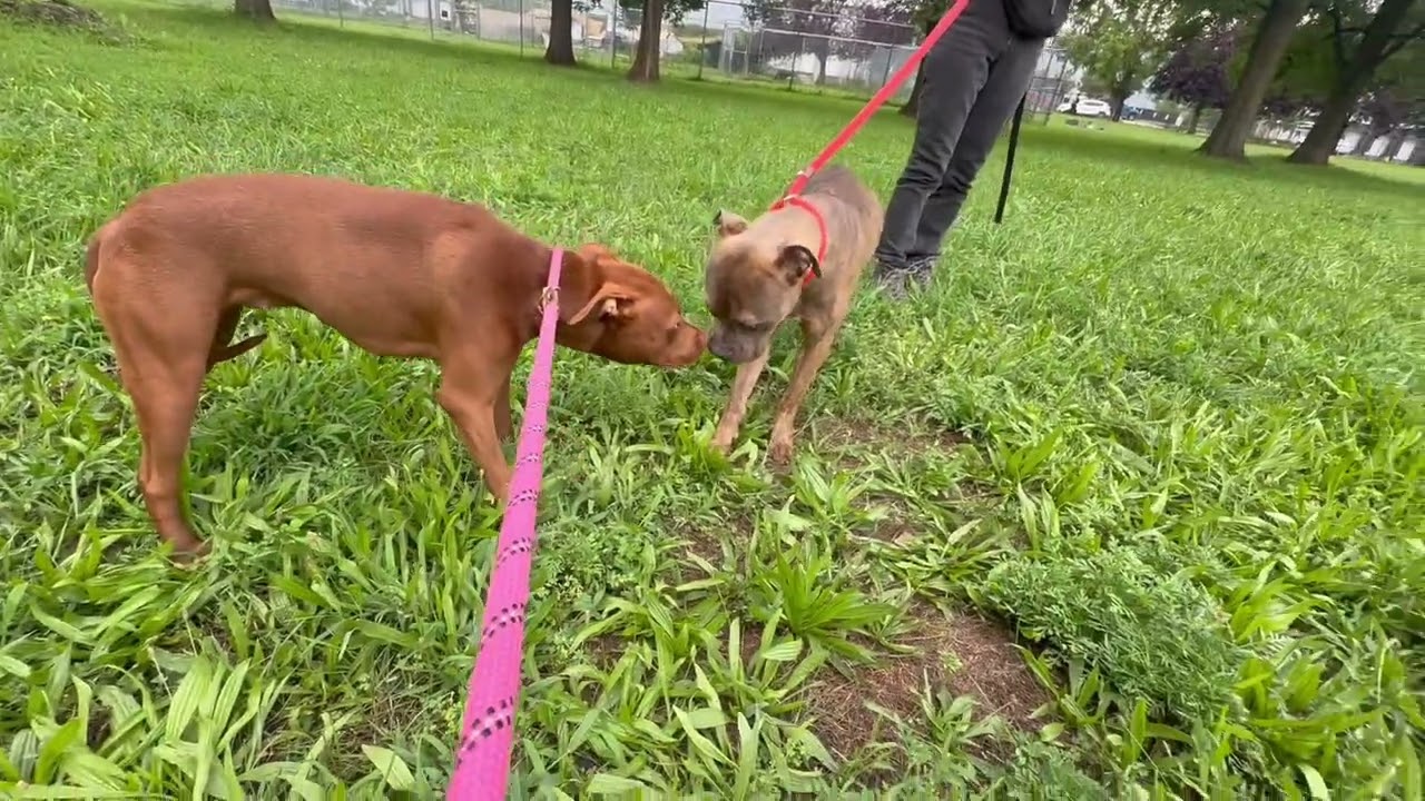 Panhandle's Leash Test