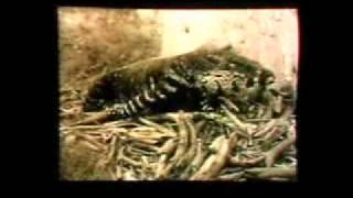 Dad &#39;n&#39; Dave On Our Selection - Opening Credits