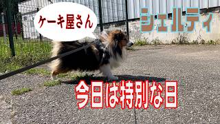 【シェルティ】今日は特別な日【フランス田舎暮らし🇫🇷】#犬の散歩 #賢い犬 #犬のいる暮らし #マイペースな犬
