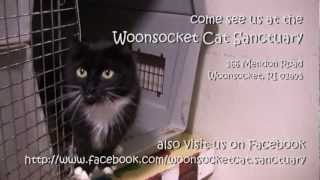 preview picture of video 'Woonsocket Cat Sanctuary - preview'