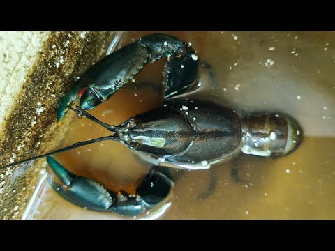 Catching And Storing Yabbies | How To Keep Yabbies Alive