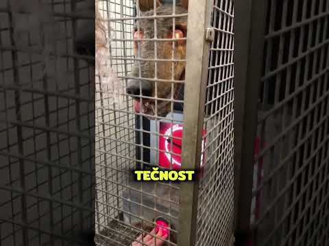 Da li bi ti prošao ovaj test hrabrosti? 😳 #balkan #trending