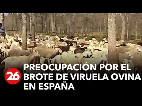 , title : 'Preocupa el brote de viruela ovina en España: cabras y ovejas no pueden salir a pastorear'