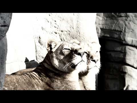 Bakwenas Dub - Pure Science