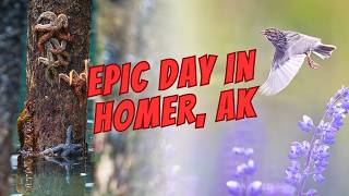 Nikon Z6 III - Epic Bird Photography Adventure in Homer, Alaska! Starfish and Lupines!
