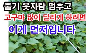 고구마 줄기 웃자람 멈추고 고구마 많이 달리고 굵게 하려면 이게 먼저입니다.(고구마 다수확, 고구마 달림, …