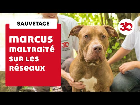 Il mettait son chien dans un lave-linge