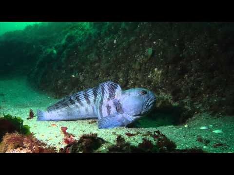 Diving in Saltstraumen and Narvik 2014