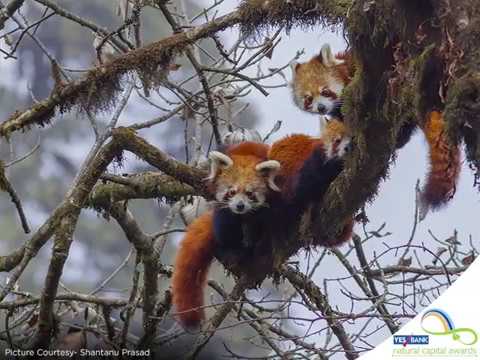Red Panda in Natural Capital Awards 2018 - Shantanu Prasad