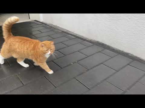 Fluffy Orange cat Joey tells you why he hates the rain