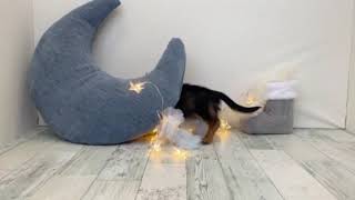 ミニチュアダックスの動画02