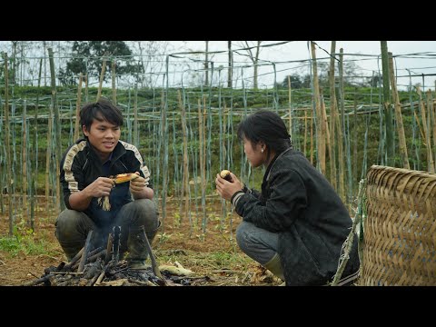 Continuing to improve the trellis for the bean plants | A simple but delicious lunch in the field