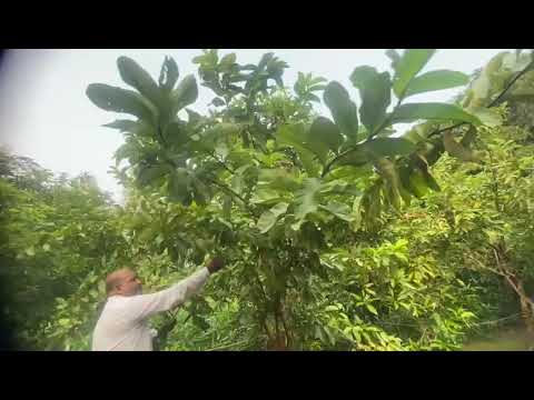 Guava Dhawal variety@mohitnursery