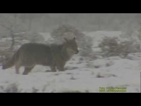 VARG  Wolf  (Canis lupus)   Klipp - 548